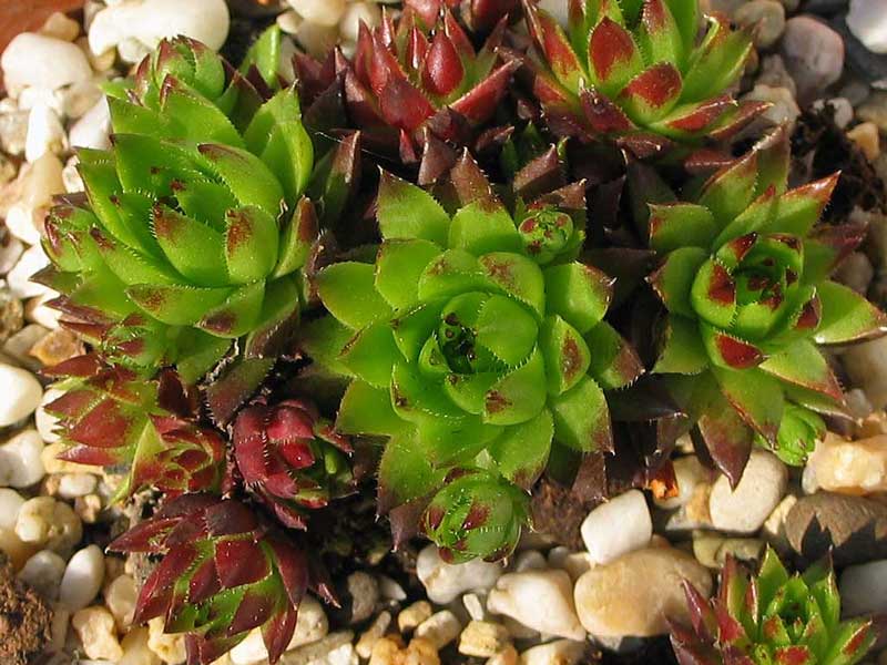 globiferum ssp. hirtum (tatrensis) from Šútovo