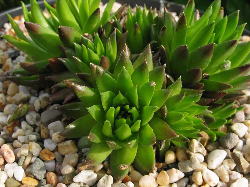 globiferum ssp. hirtum (tatrensis) from Jastrabska Skala