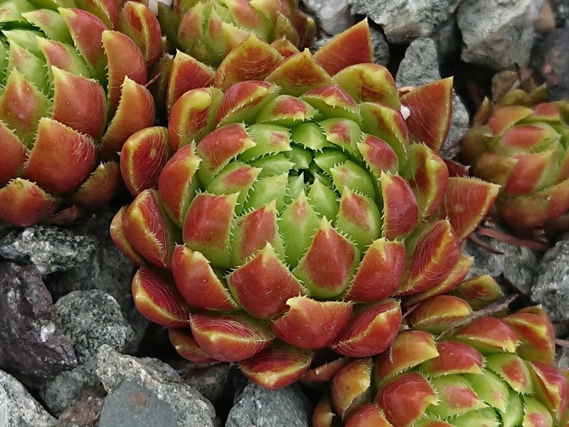 globiferum ssp. hirtum (glabrescens) from Súľovské skaly