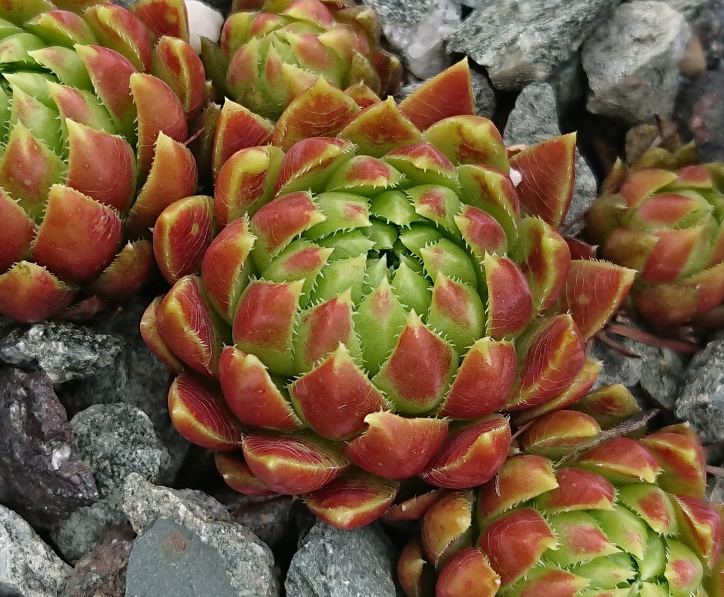 globiferum ssp. hirtum (glabrescens) from Súľovské skaly