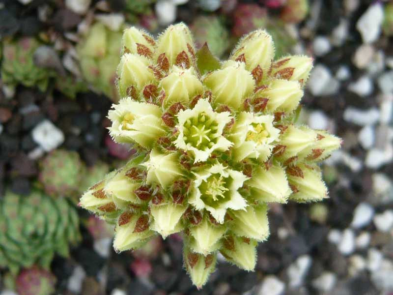 globiferum ssp. hirtum from Budai Mts Typ B HO