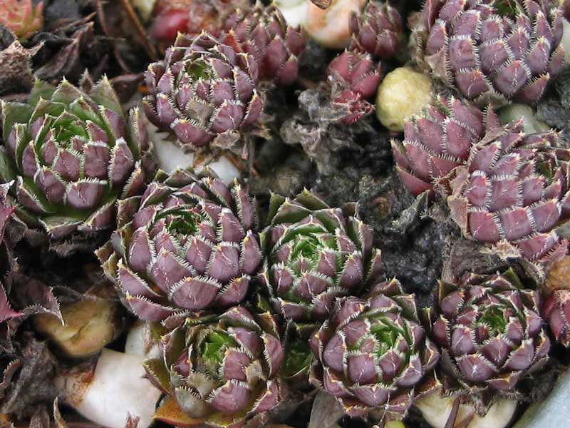 globiferum ssp. hirtum from Budai Mts Typ B HO