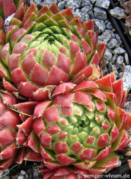 globiferum ssp. hirtum from Lipovec Typ A