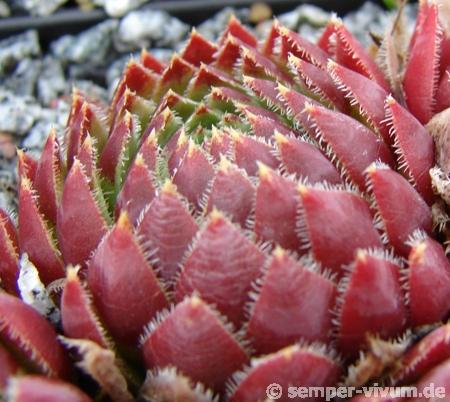 globiferum ssp. hirtum from Lipovec Typ A