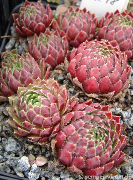 globiferum ssp. hirtum from Lipovec Typ A