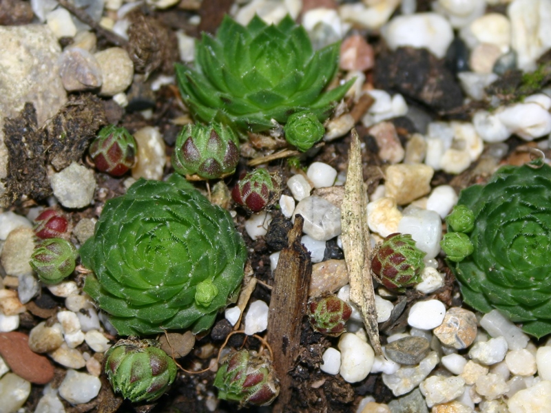 globiferum ssp. globiferum from Sümeg