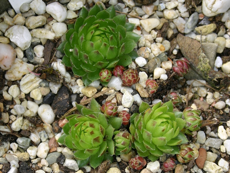 globiferum ssp. globiferum from Sümeg