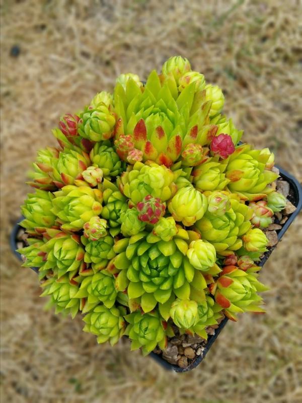 globiferum ssp. hirtum from Muntii Ciucului