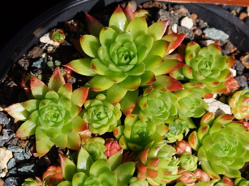 globiferum ssp. hirtum from Muntii Ciucului