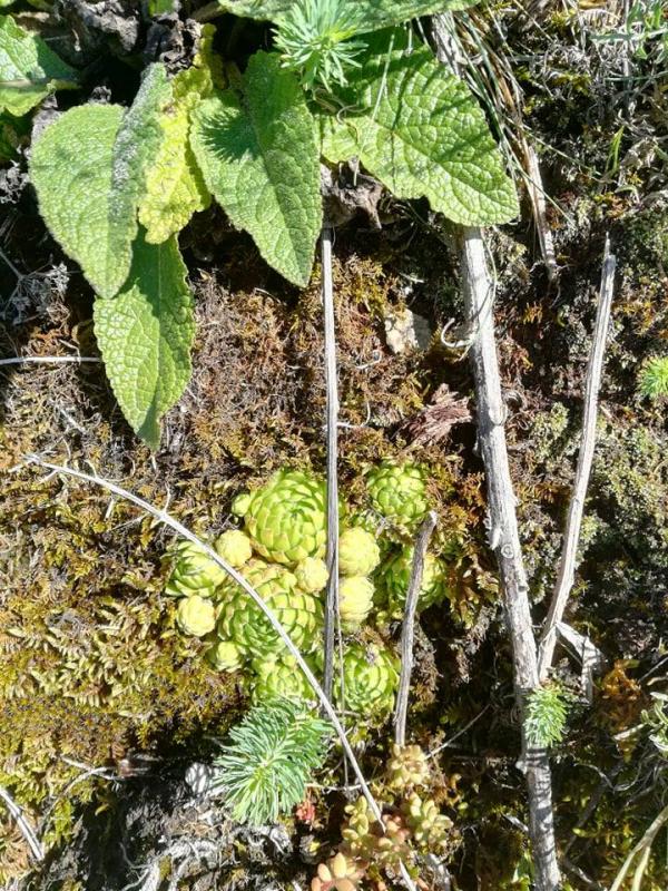 globiferum ssp. hirtum from Pöls