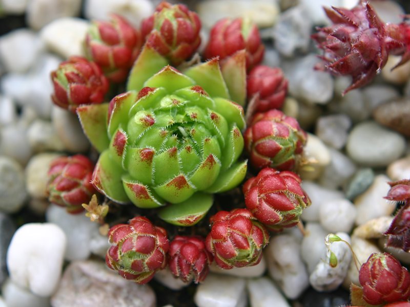 globiferum ssp. hirtum from Mecsek Mts