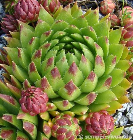 globiferum ssp. hirtum from Pusté sedlo Machnaté Typ B
