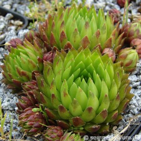 globiferum ssp. hirtum from Pusté sedlo Machnaté Typ B
