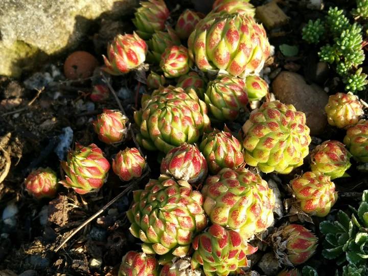 globiferum ssp. allionii from Col de Turini, Camp de Cabanes Vieilles