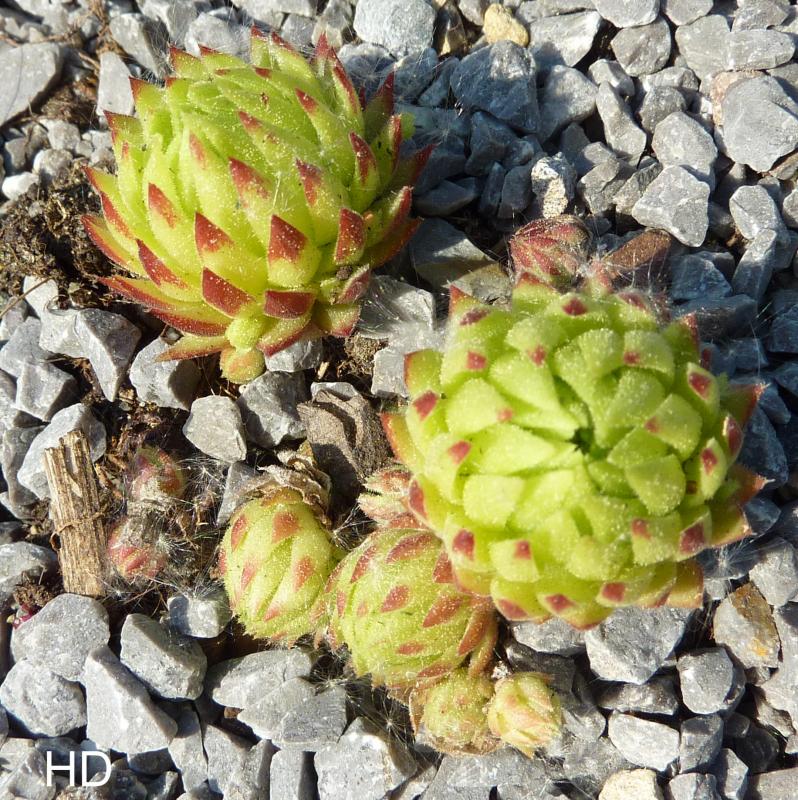 globiferum ssp. allionii from Aisone (falsch: Aione)