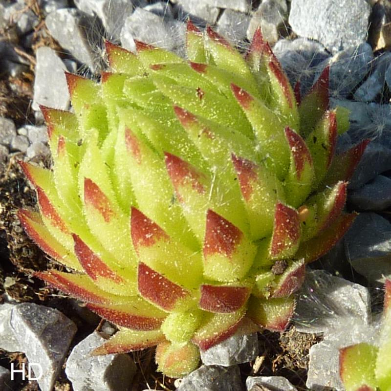 globiferum ssp. allionii from Aisone (falsch: Aione)