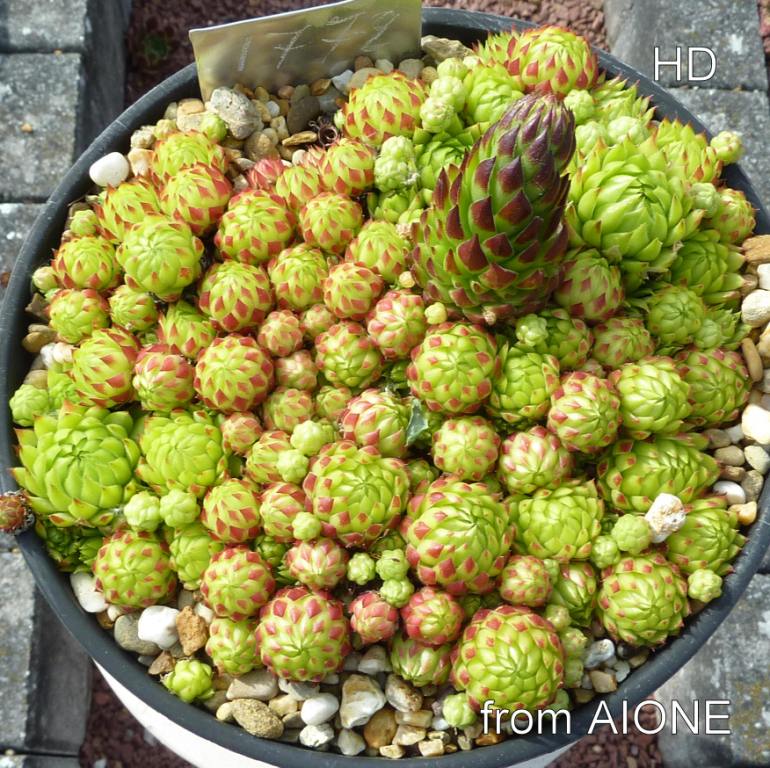 globiferum ssp. allionii from Aisone (falsch: Aione)