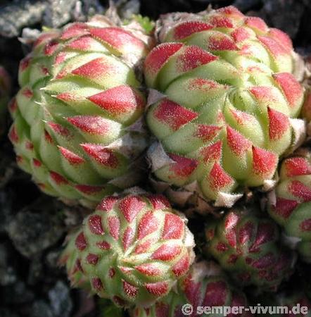 globiferum ssp. allionii from Aisone (falsch: Aione)