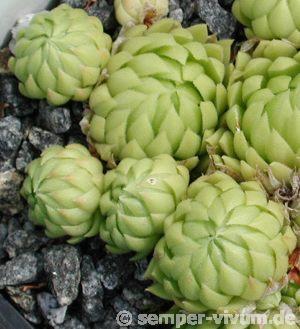 globiferum ssp. allionii from Aisone (falsch: Aione)