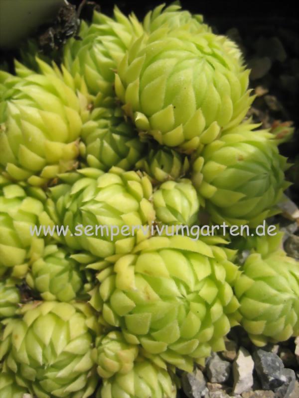 globiferum ssp. allionii from Aisone (falsch: Aione)