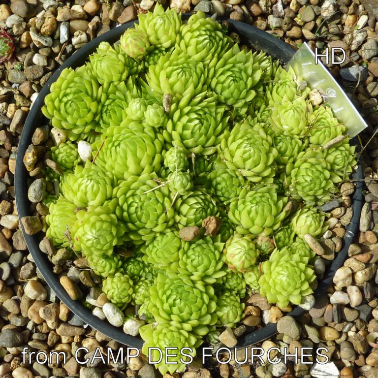 globiferum ssp. allionii from Camp des Fourches