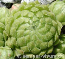 globiferum ssp. allionii from Canavese