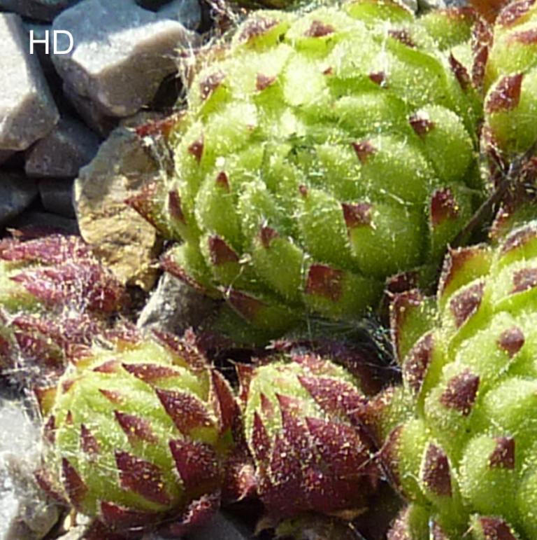 globiferum ssp. allionii from Canavese