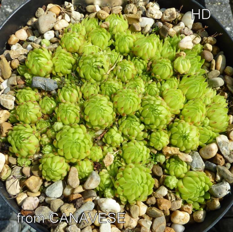 globiferum ssp. allionii from Canavese