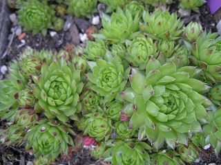 globiferum ssp. allionii from Casterino