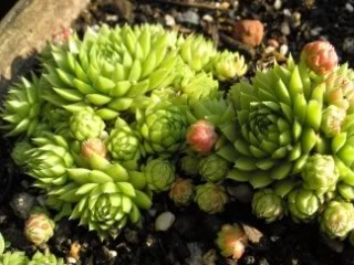 globiferum ssp. allionii from Casterino