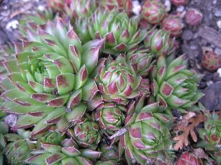 globiferum ssp. allionii from Casterino