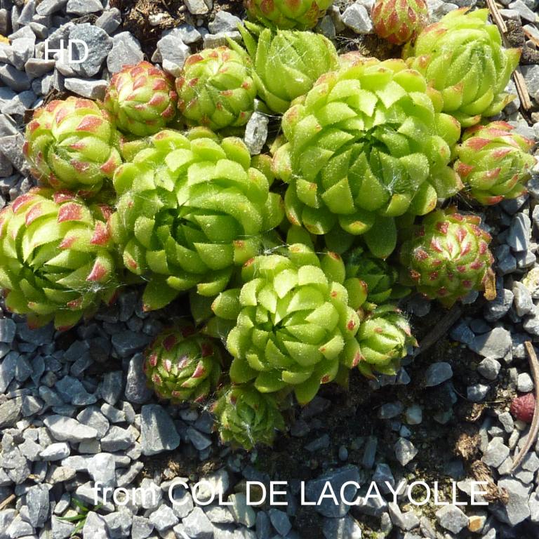 globiferum ssp. allionii from Col de la Cayolle