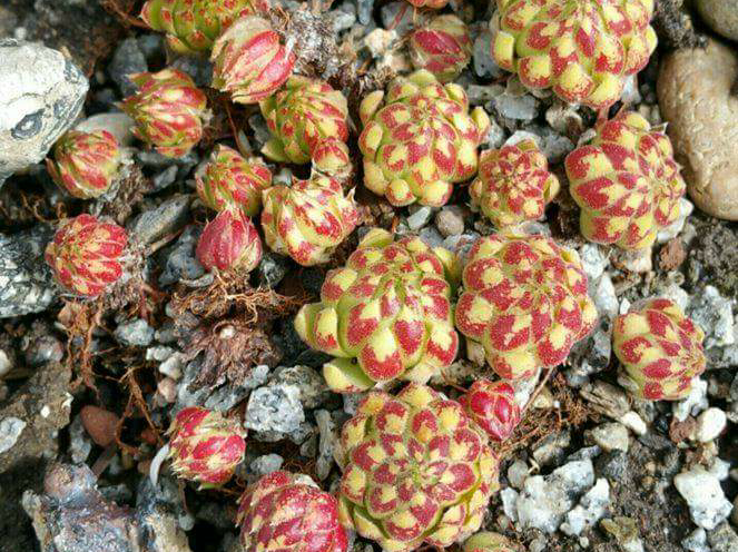 globiferum ssp. allionii from Col de Turini, Camp de Cabanes Vieilles