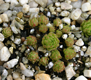 globiferum ssp. allionii from Col de Turini