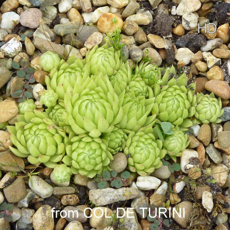 globiferum ssp. allionii from Col de Turini