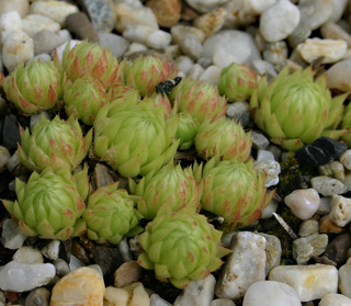 globiferum ssp. allionii from Col de Turini