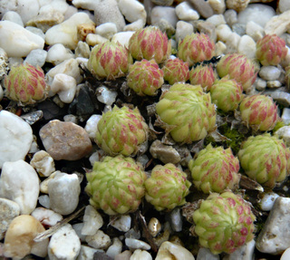 globiferum ssp. allionii from Col de Turini
