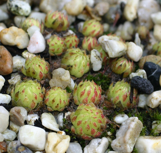 globiferum ssp. allionii from Col de Turini