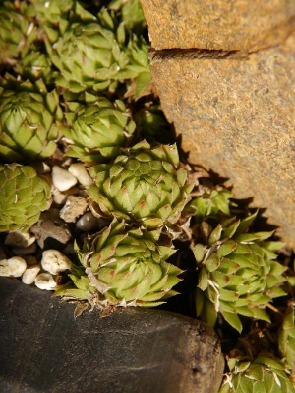 globiferum ssp. allionii from Colle di Caprauna