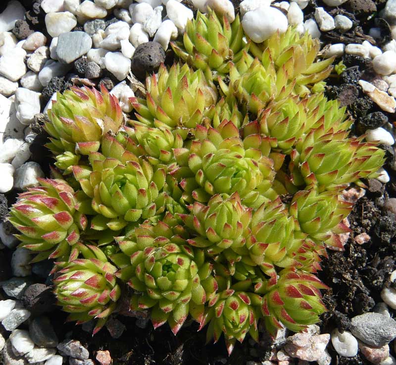 globiferum ssp. allionii from Colle di Caprauna