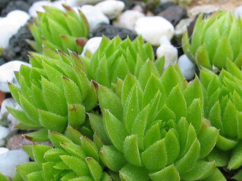 globiferum ssp. allionii from Colle di Caprauna