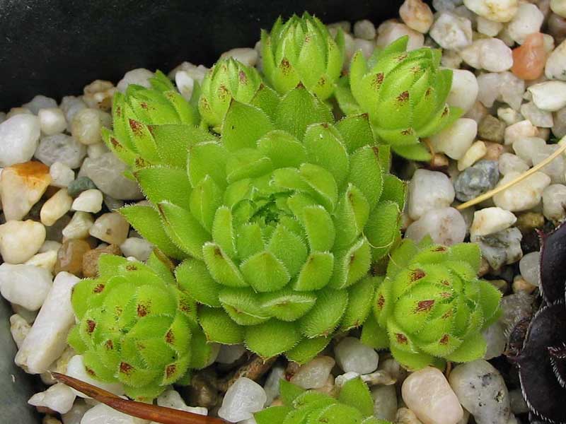 globiferum ssp. allionii from Colle di Caprauna
