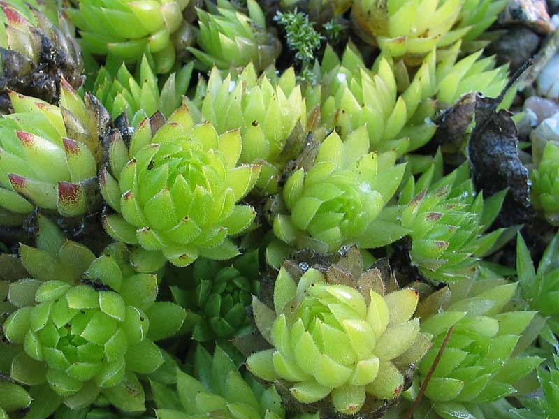 globiferum ssp. allionii from Colle di Caprauna