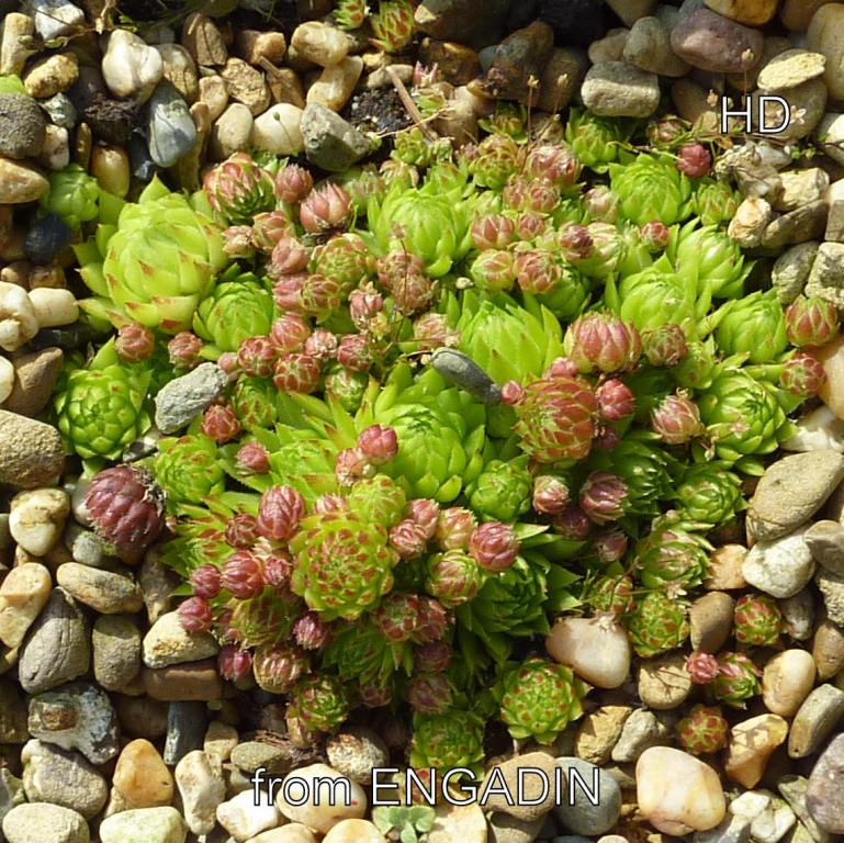 globiferum ssp. allionii from Engadin