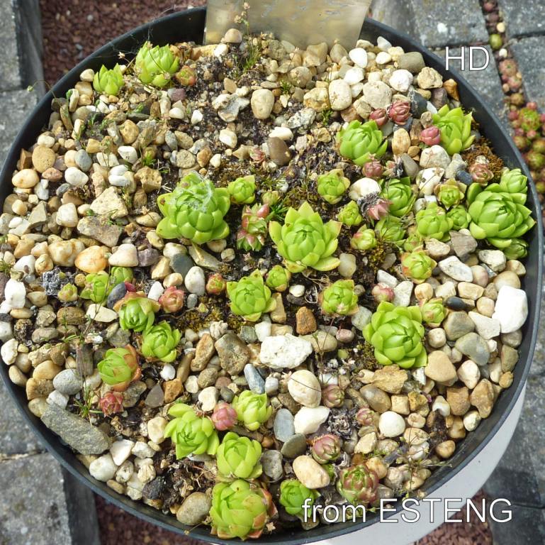 globiferum ssp. allionii from Esteng