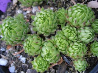globiferum ssp. allionii from France