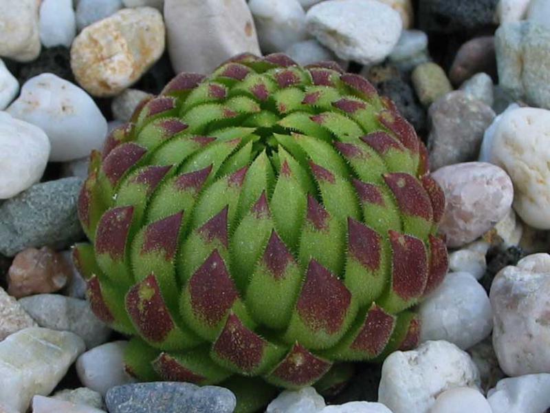 globiferum ssp. allionii from France