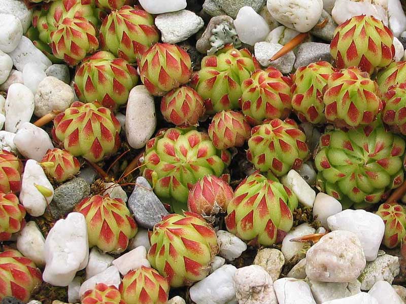 globiferum ssp. allionii from France