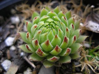 globiferum ssp. allionii from France