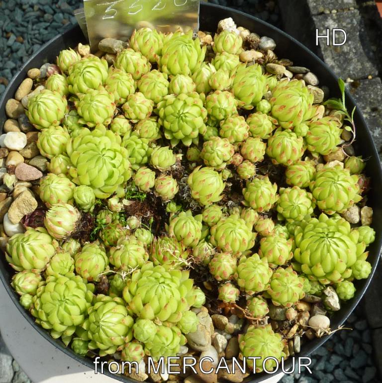 globiferum ssp. allionii from Mercantour